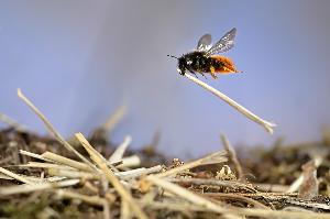 Waldspaziergänge, Wildbienen und Hockerbau